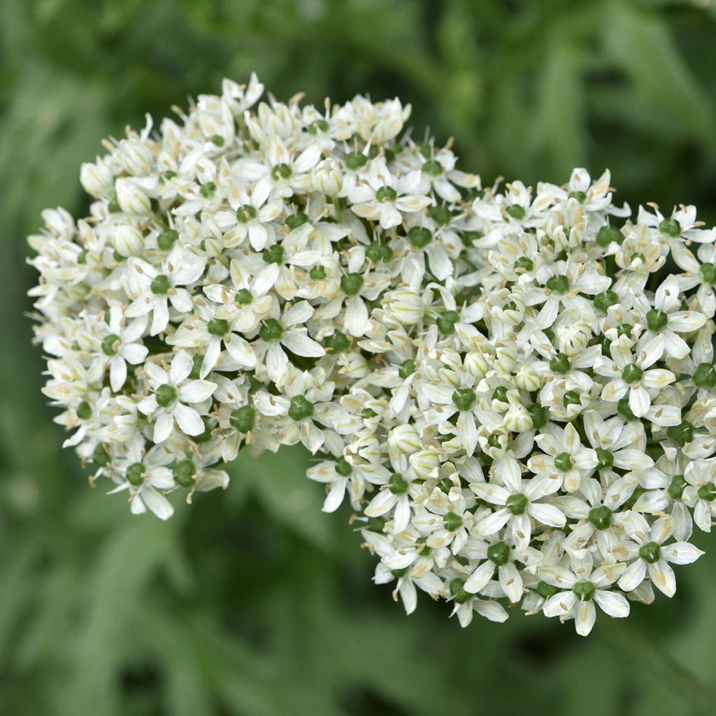 Mustalaukka - Allium nigrum ssp multibulbosum