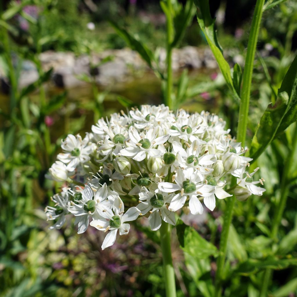 Mustalaukka - Allium nigrum ssp multibulbosum