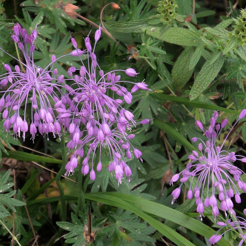 Laukka - Allium pulchellum