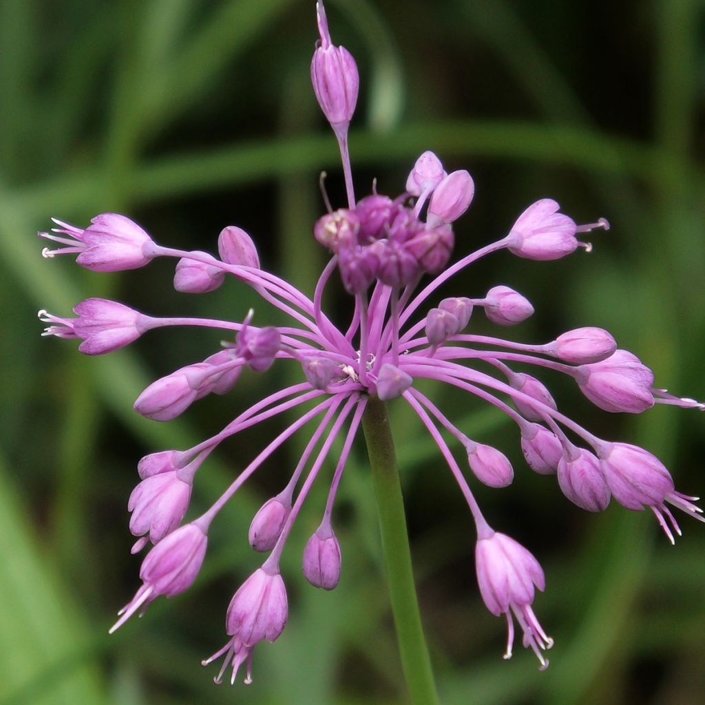 Laukka - Allium pulchellum