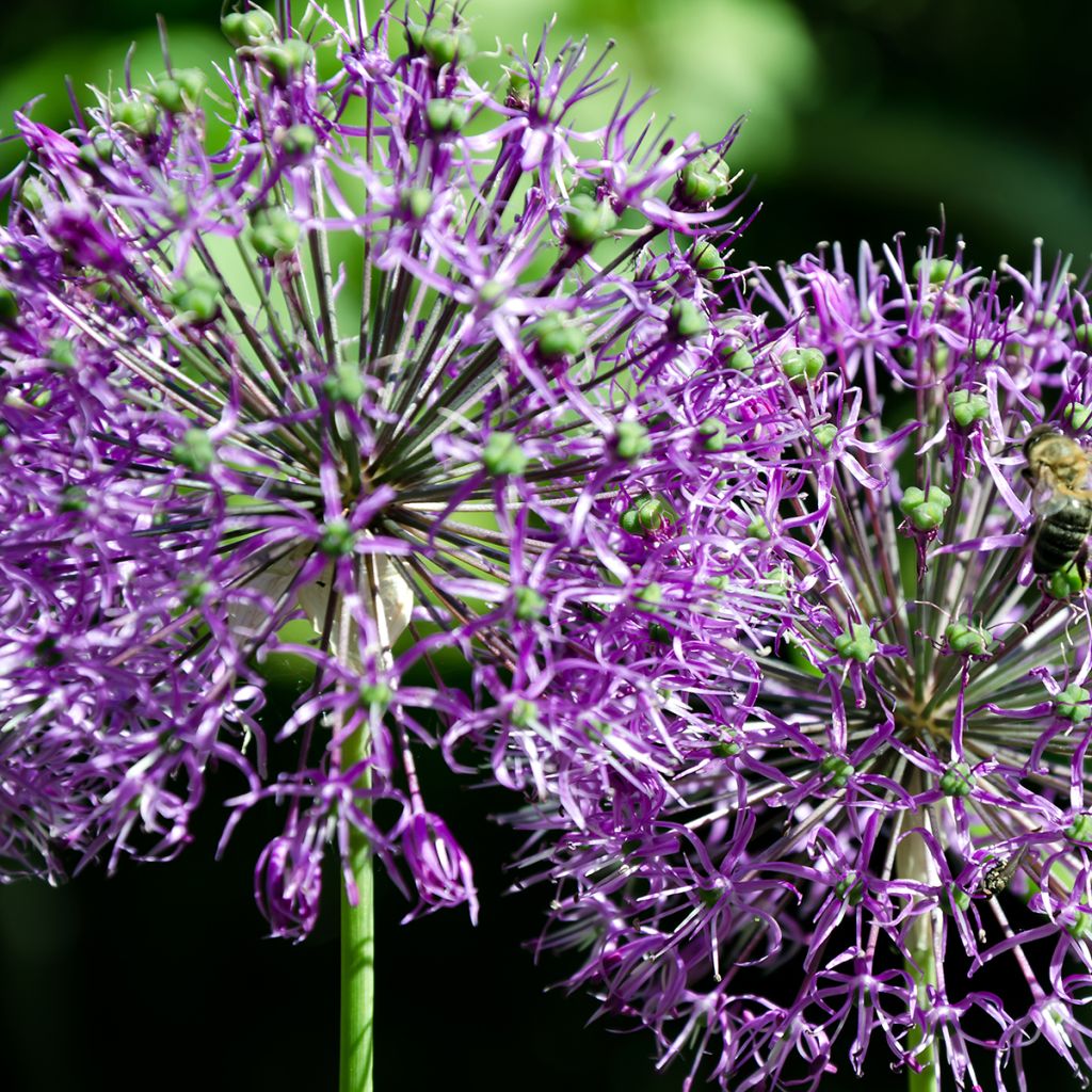 Partalaukka - Allium rosenbachianum