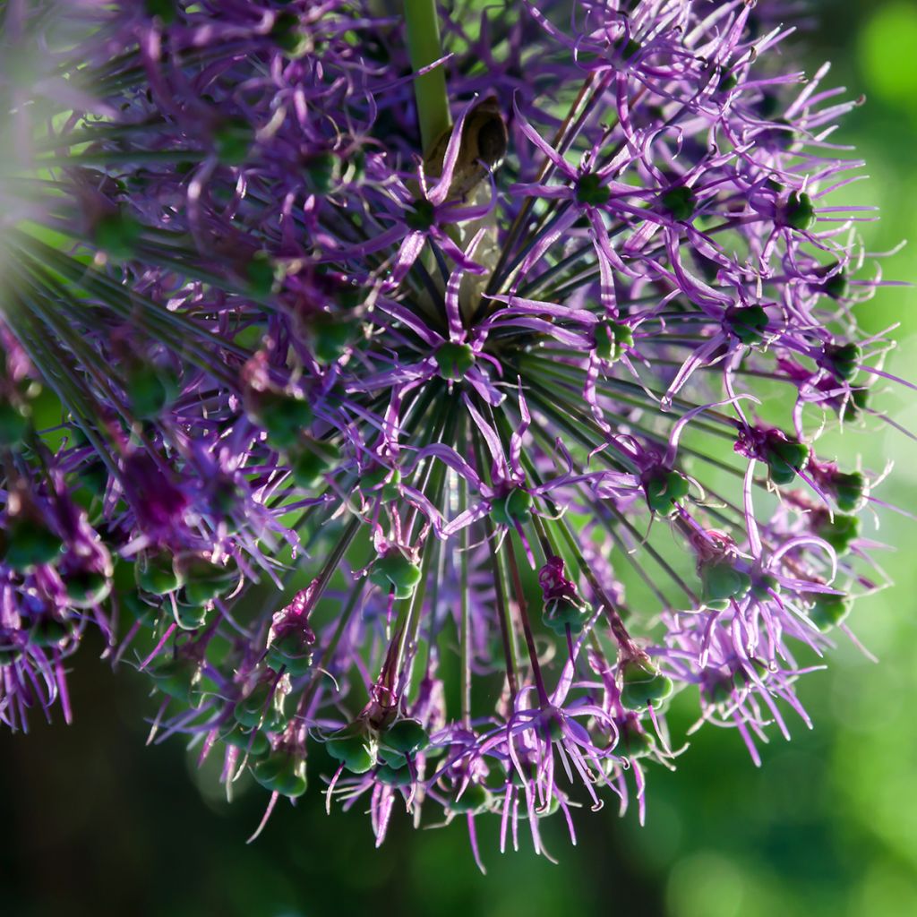 Partalaukka - Allium rosenbachianum