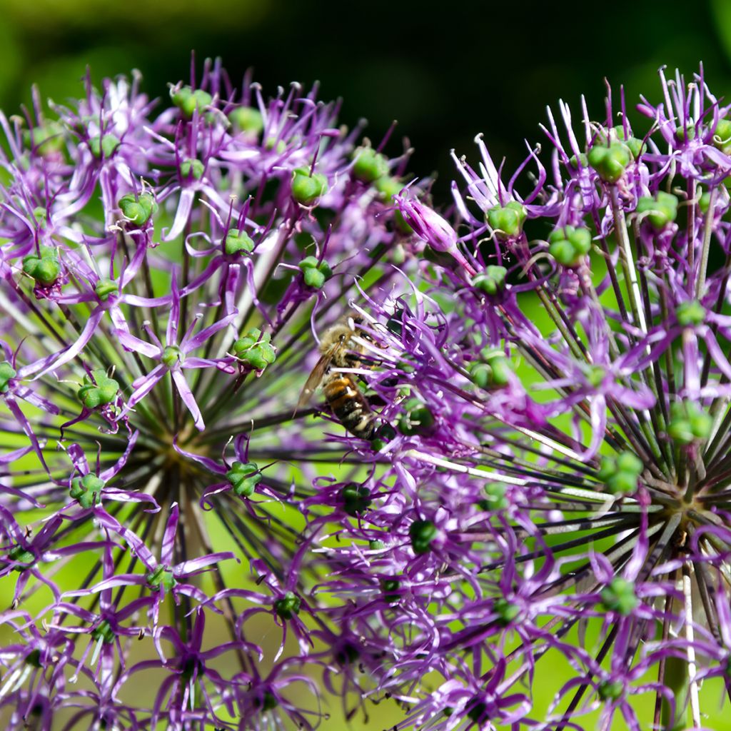 Partalaukka - Allium rosenbachianum