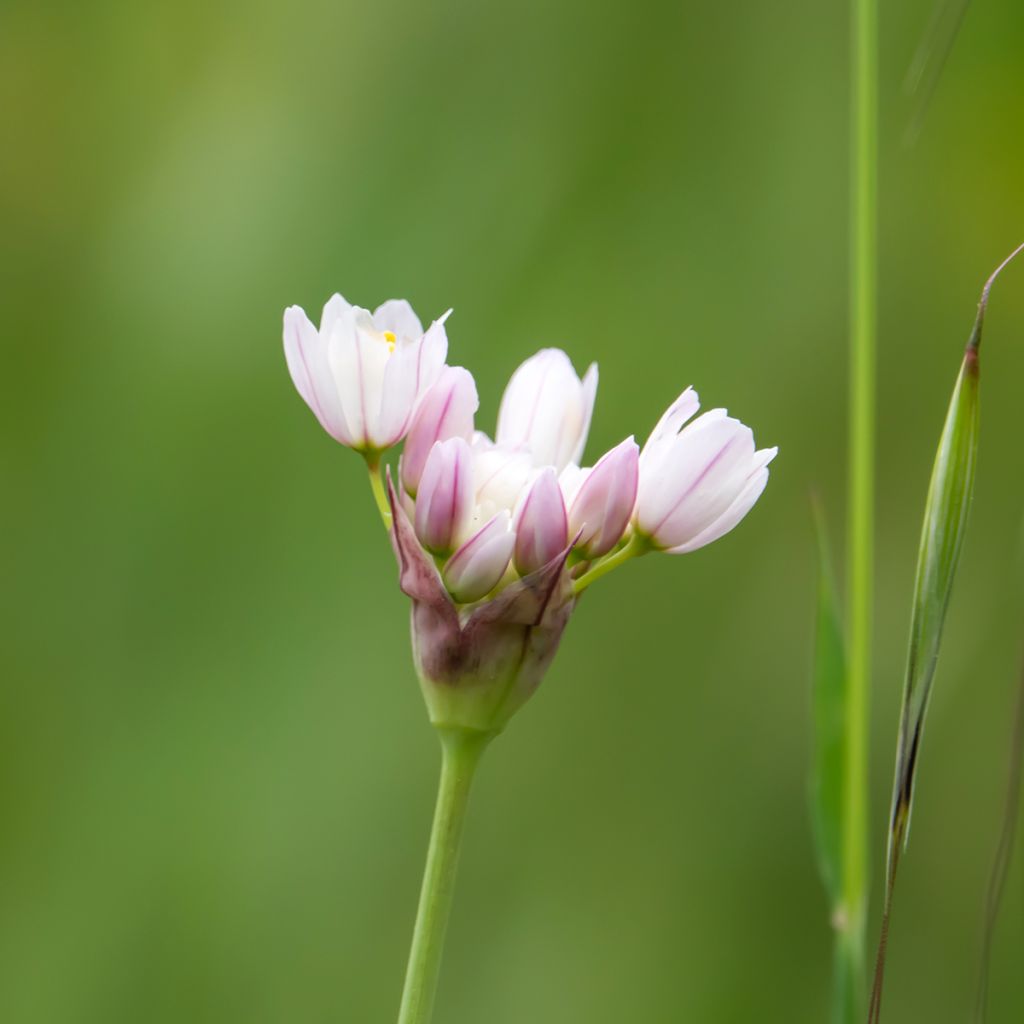 Kainolaukka - Allium roseum