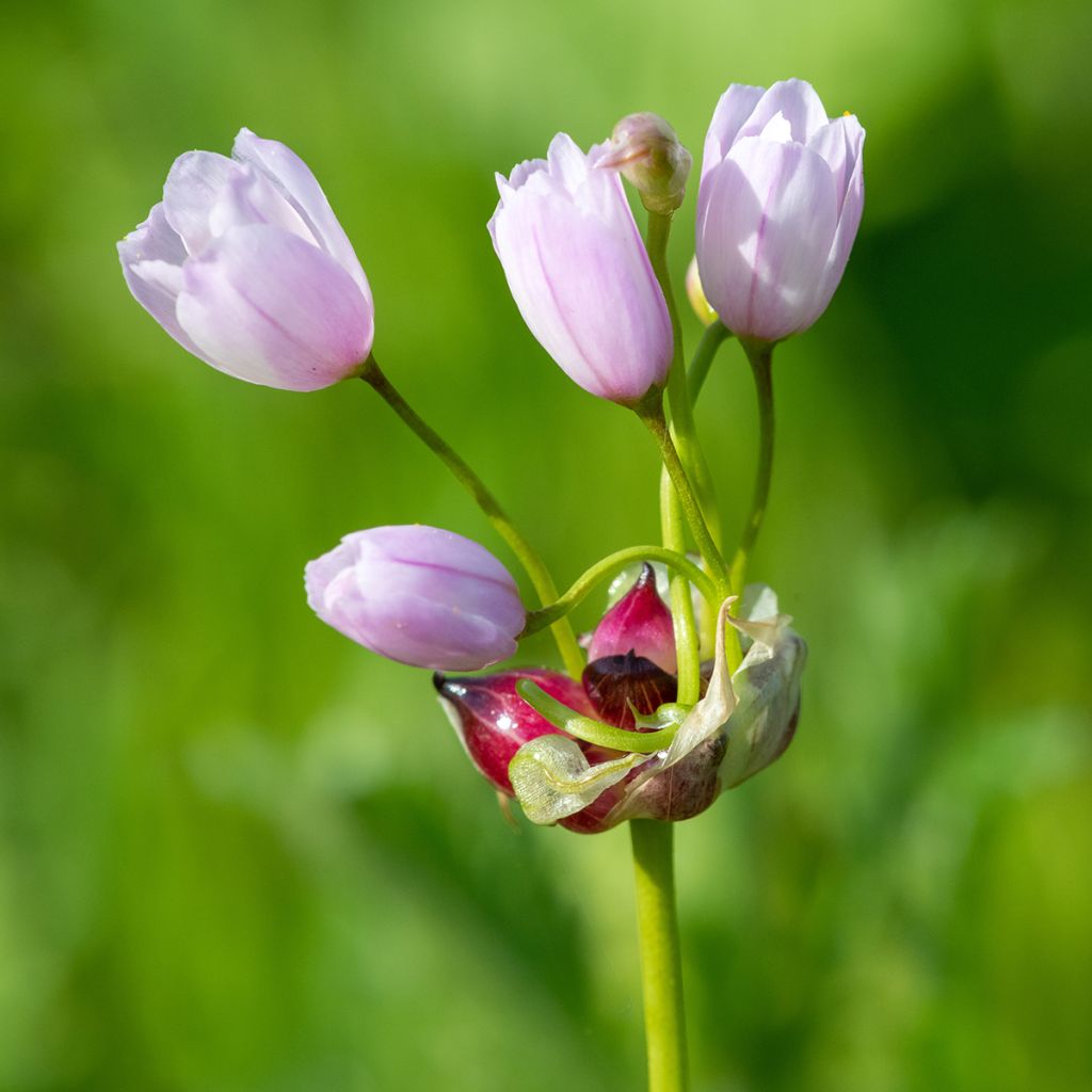 Kainolaukka - Allium roseum
