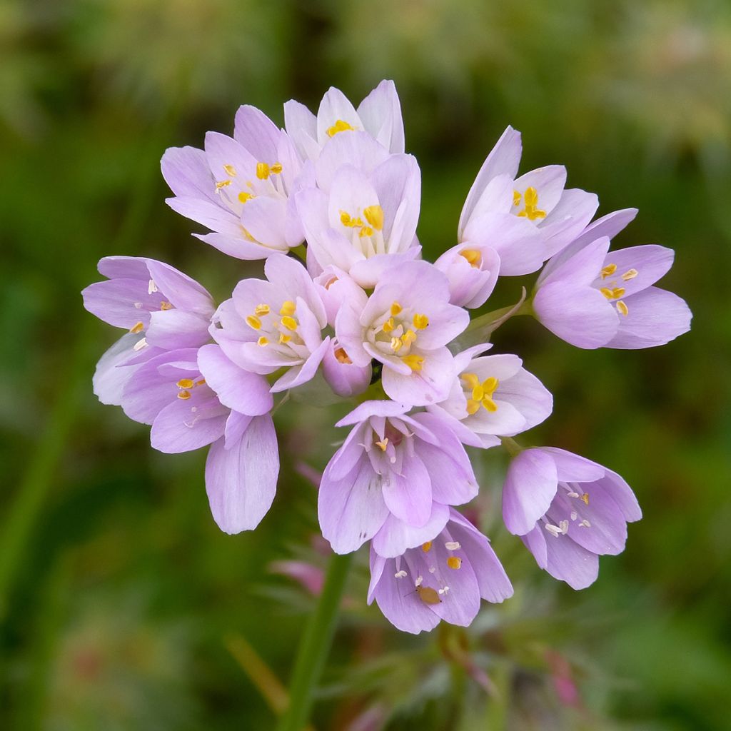 Kainolaukka - Allium roseum