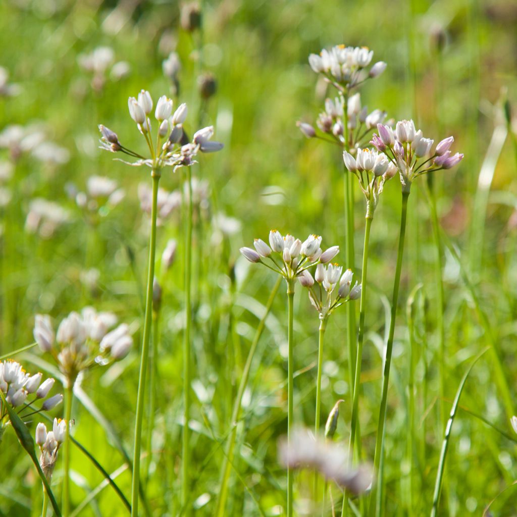 Kainolaukka - Allium roseum