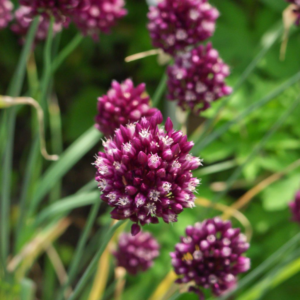 Pyörölaukka - Allium rotundum
