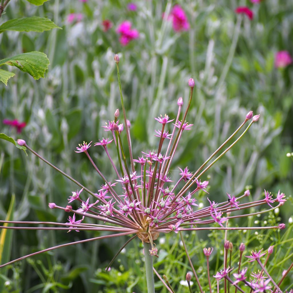 Palestiinanlaukka - Allium schubertii