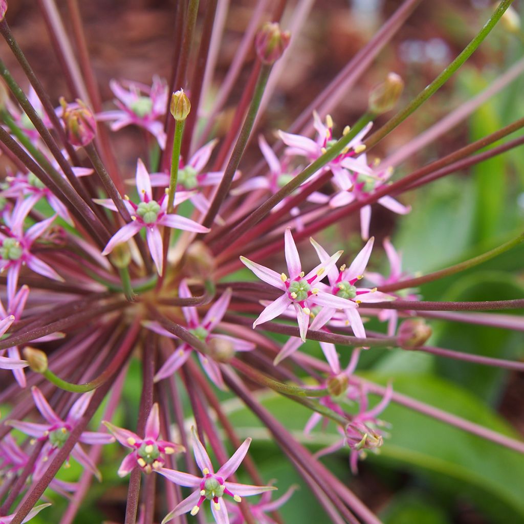 Palestiinanlaukka - Allium schubertii