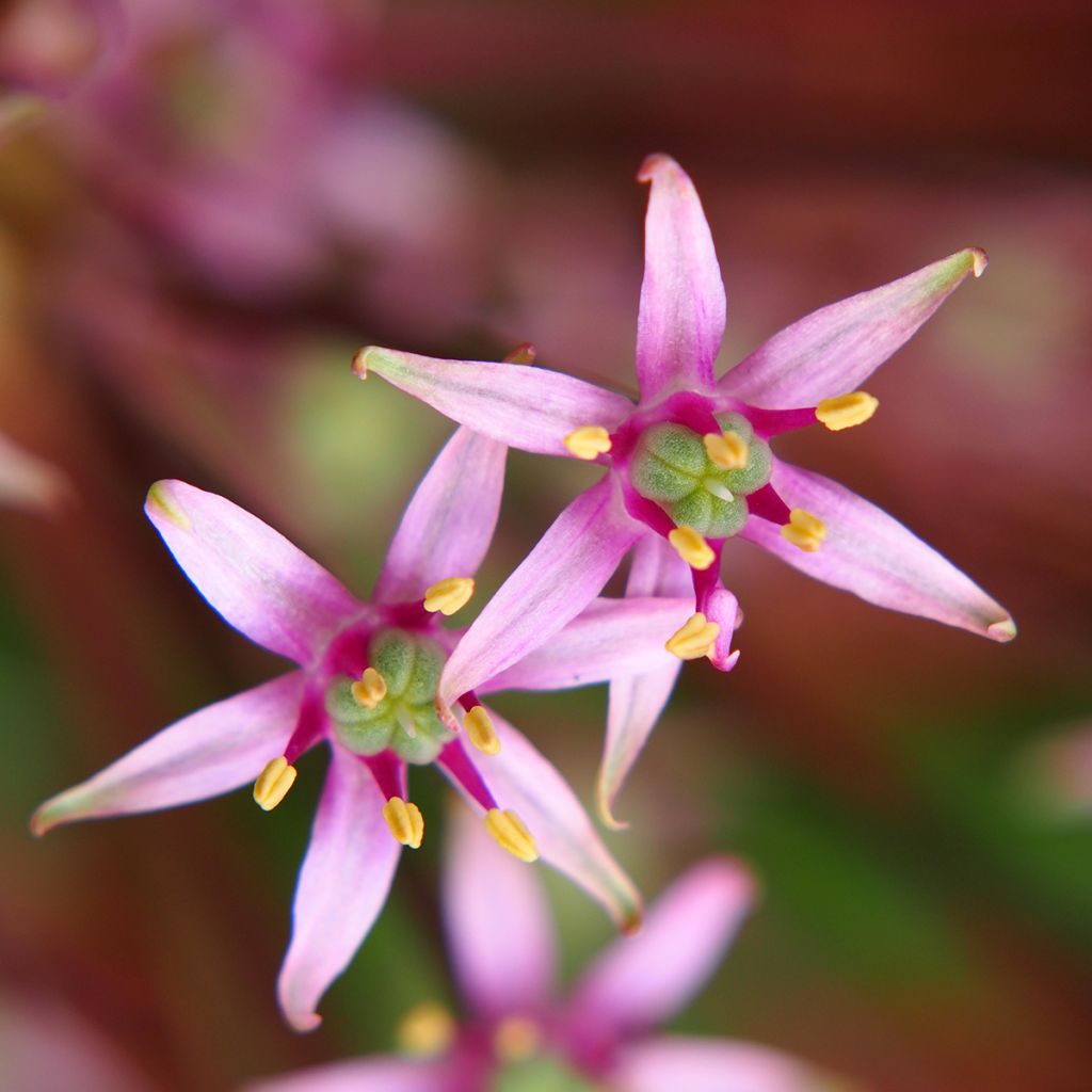 Palestiinanlaukka - Allium schubertii