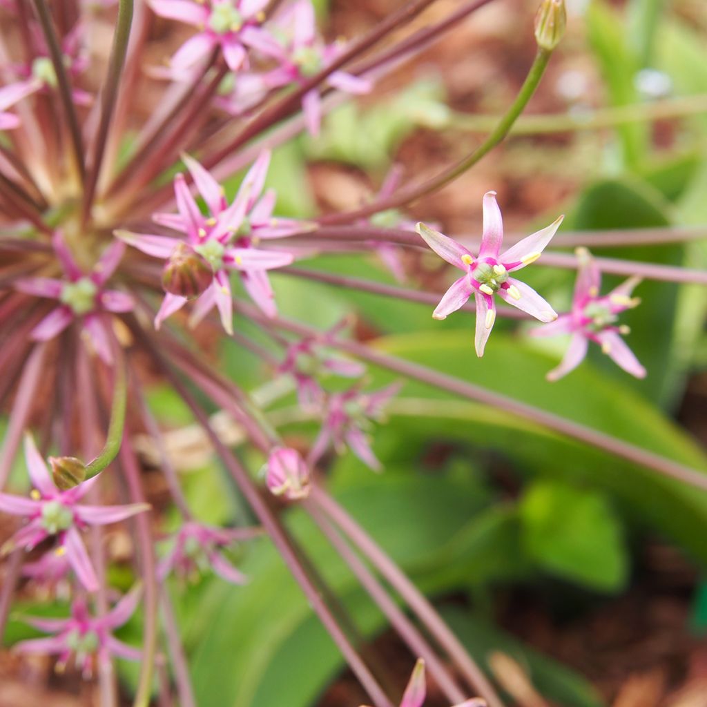 Palestiinanlaukka - Allium schubertii