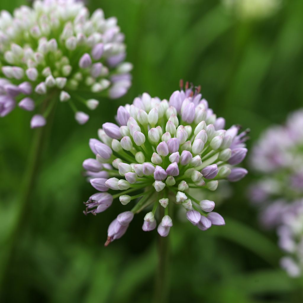 Vaarinlaukka Summer Beauty