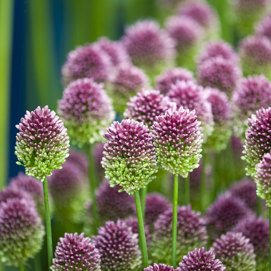 Pallerolaukka - Allium sphaerocephalon