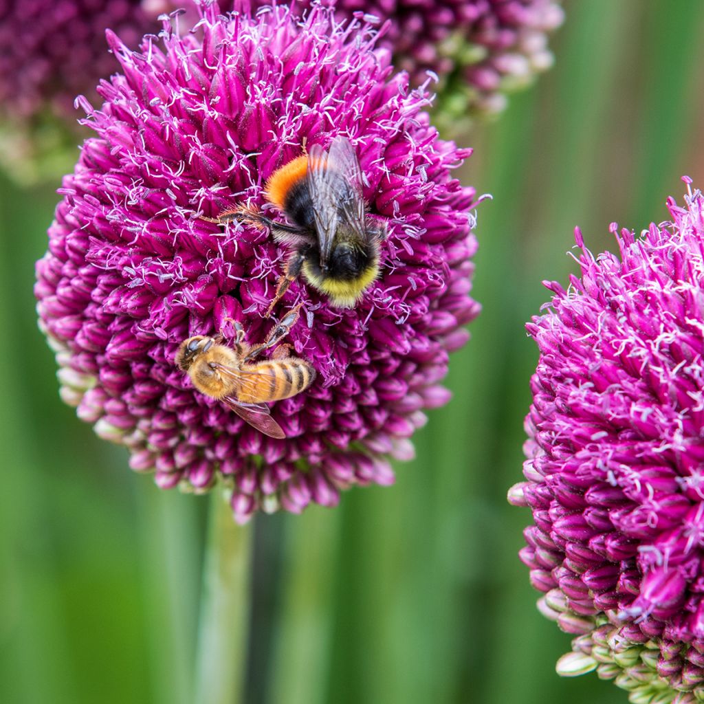 Pallerolaukka - Allium sphaerocephalon