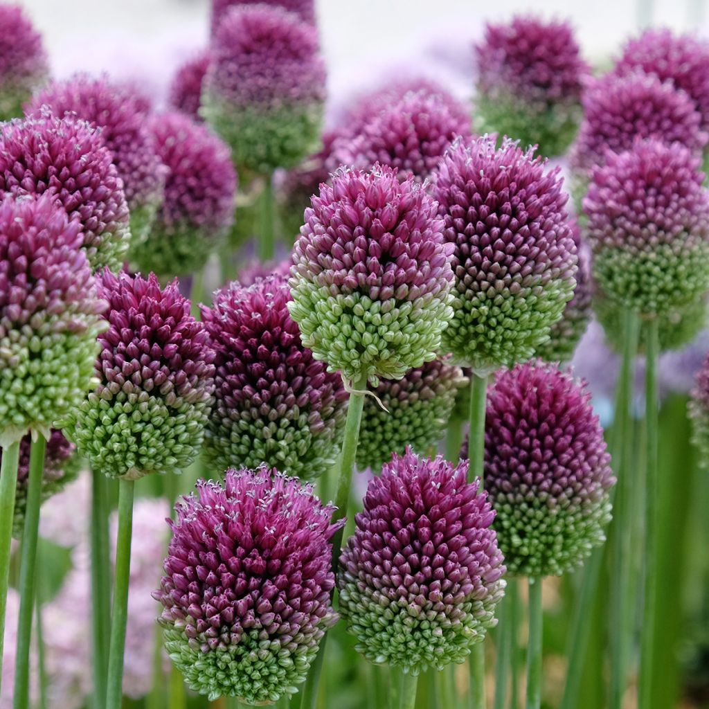 Pallerolaukka - Allium sphaerocephalon