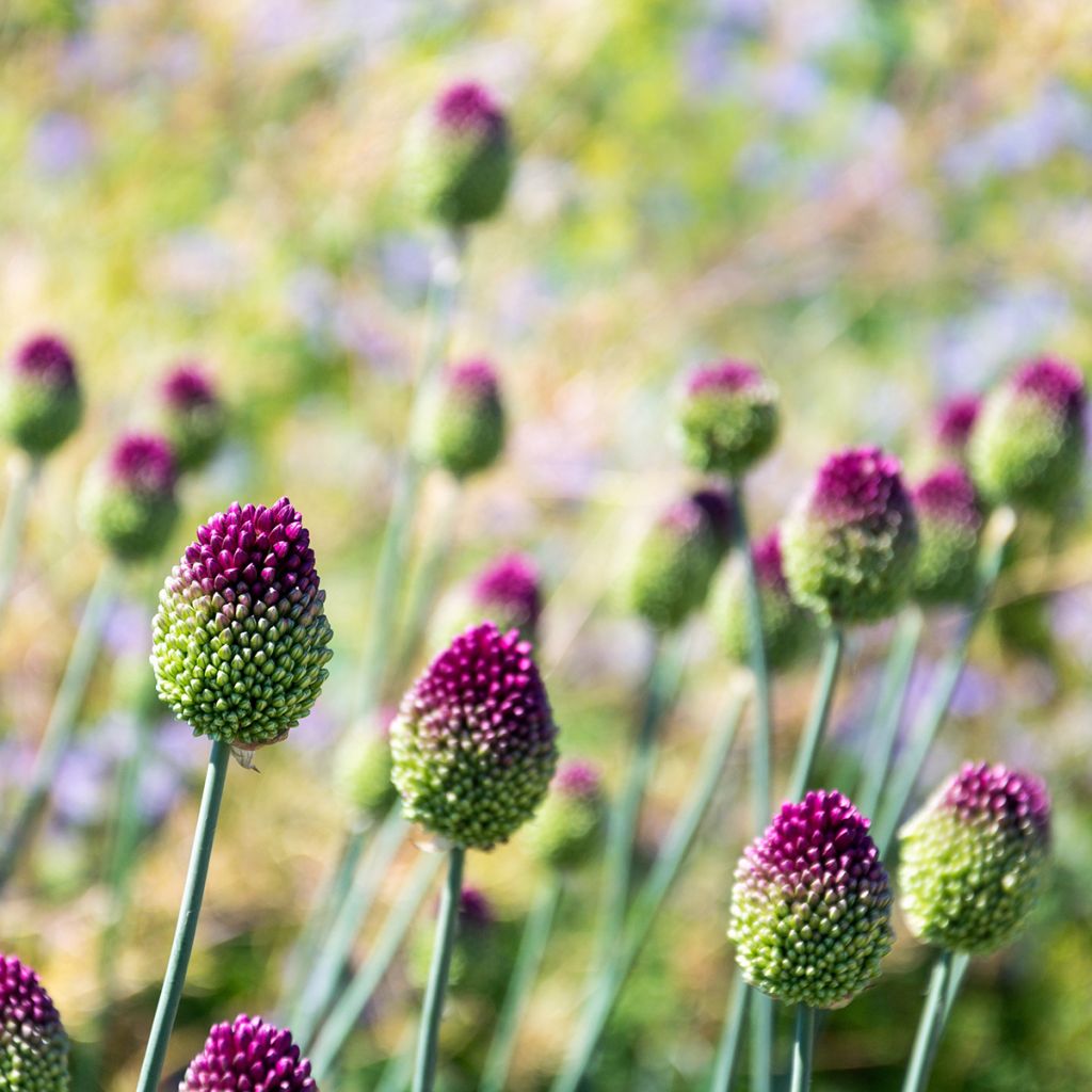 Pallerolaukka - Allium sphaerocephalon