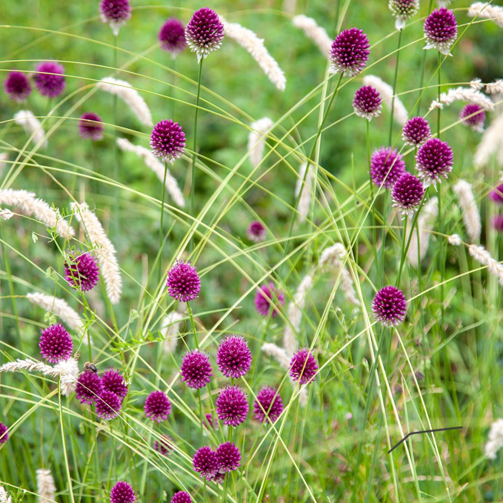 Pallerolaukka - Allium sphaerocephalon