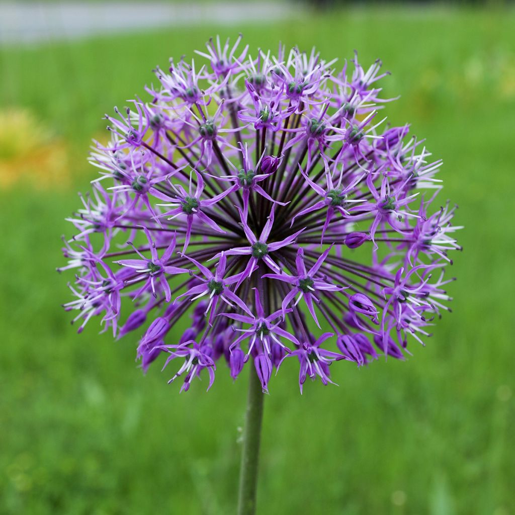 Sorjalaukka Violet Beauty
