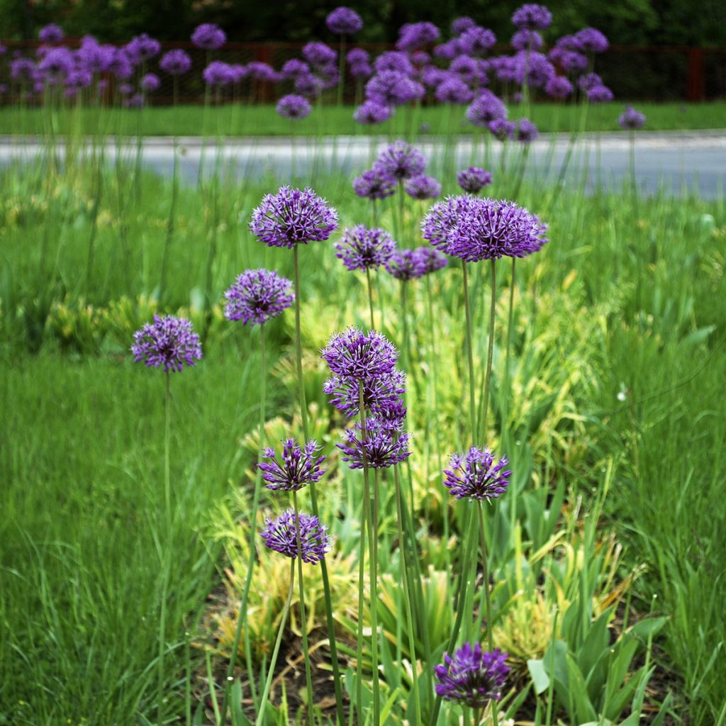 Sorjalaukka Violet Beauty