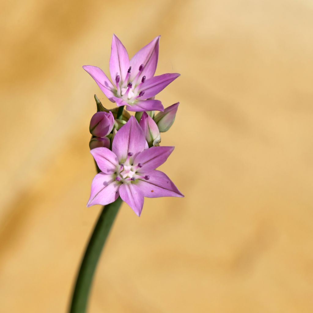 Oregoninlaukka Eros