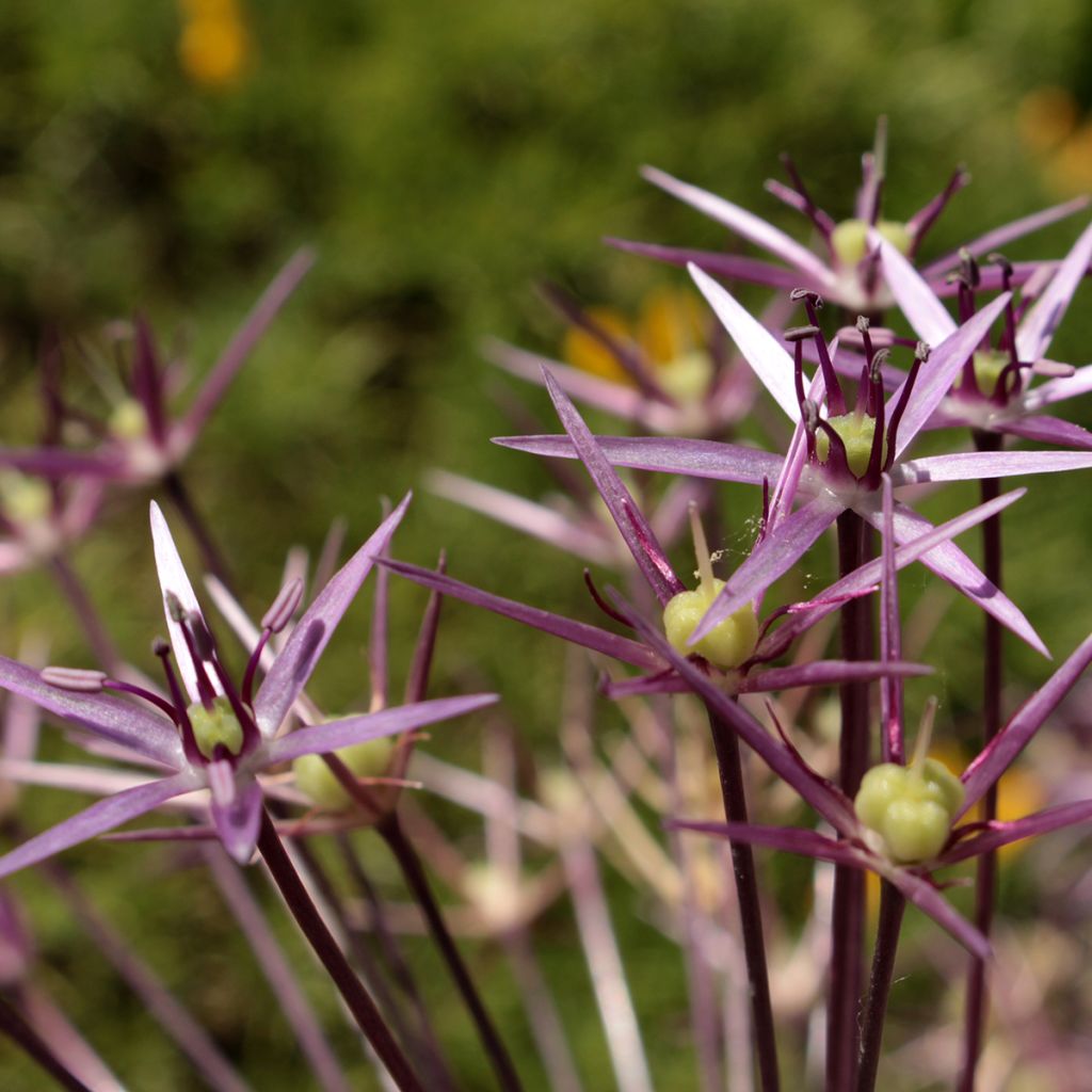 Tähtilaukka - Allium christophii