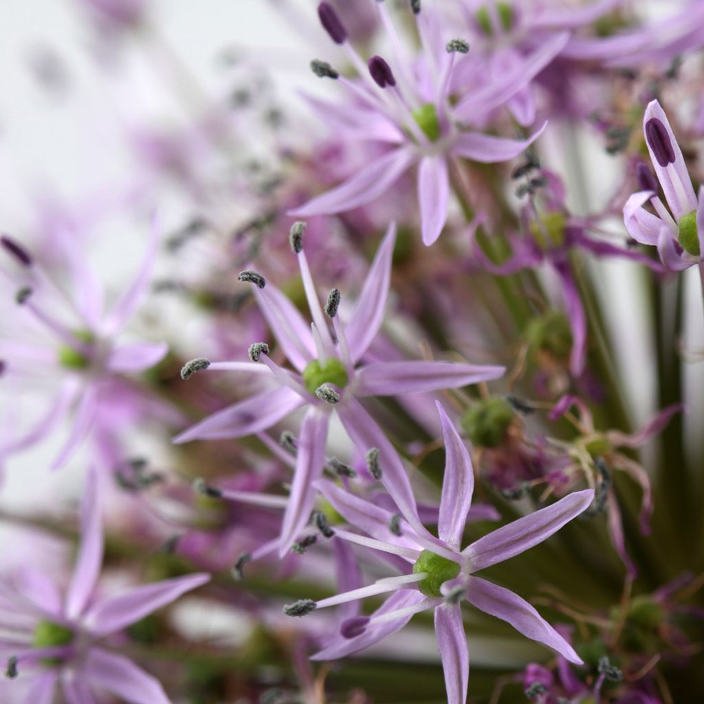 Tähtilaukka - Allium christophii