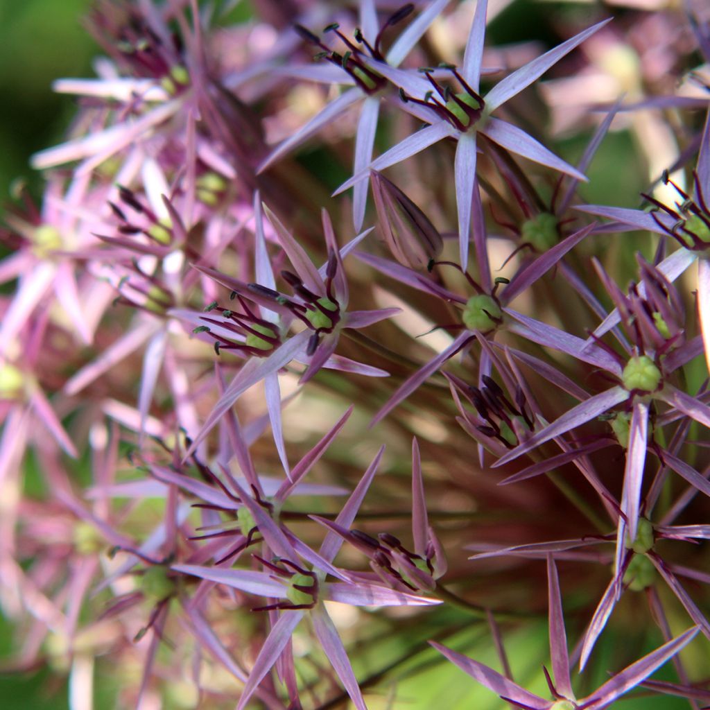 Tähtilaukka - Allium christophii