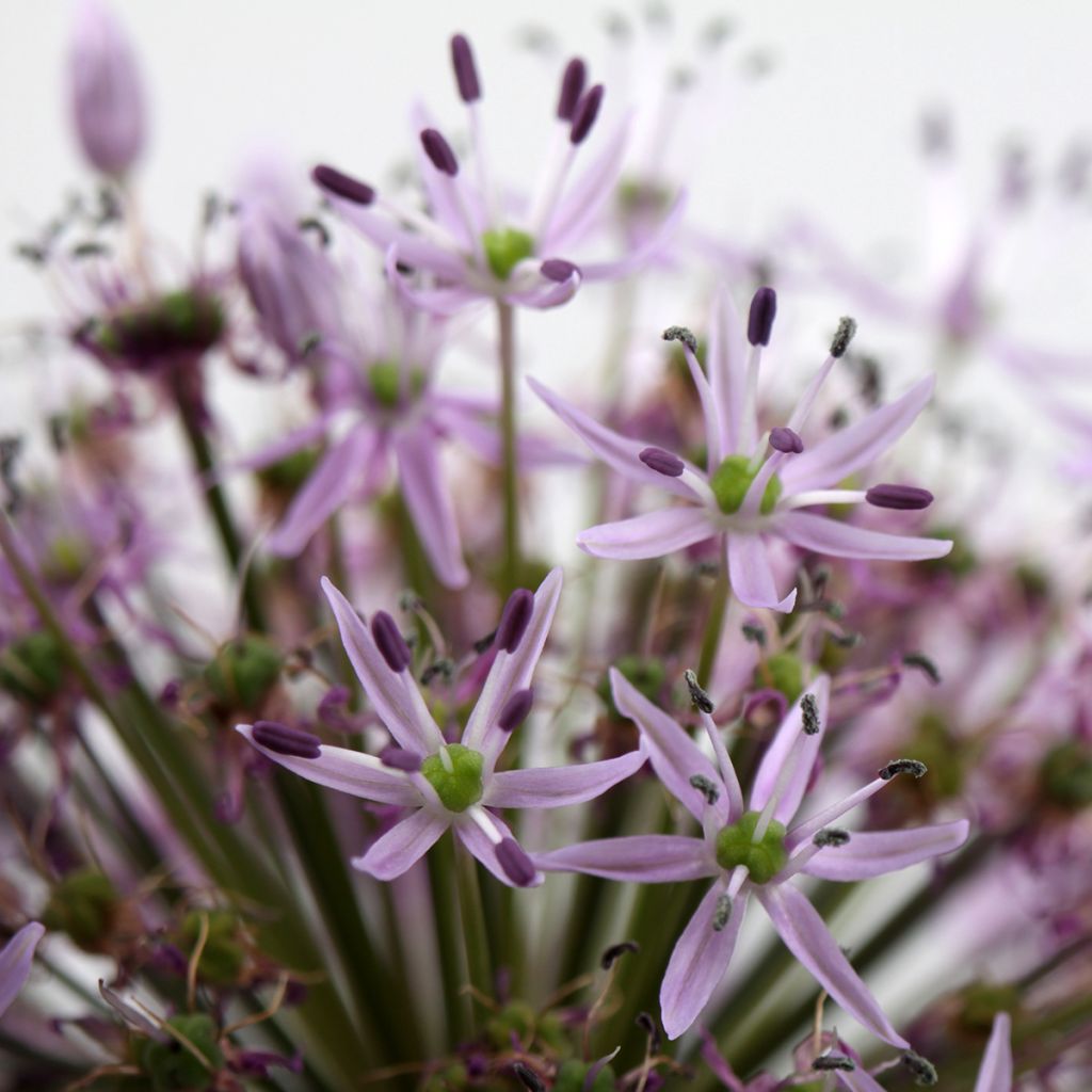 Tähtilaukka - Allium christophii