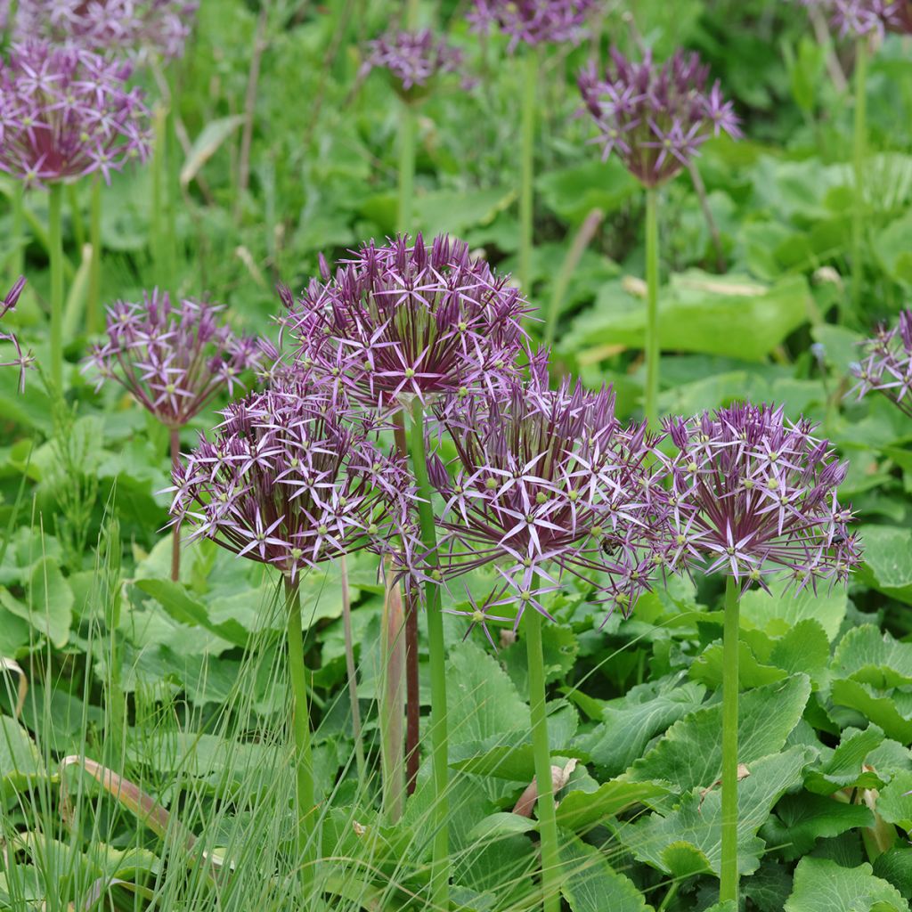 Tähtilaukka - Allium christophii
