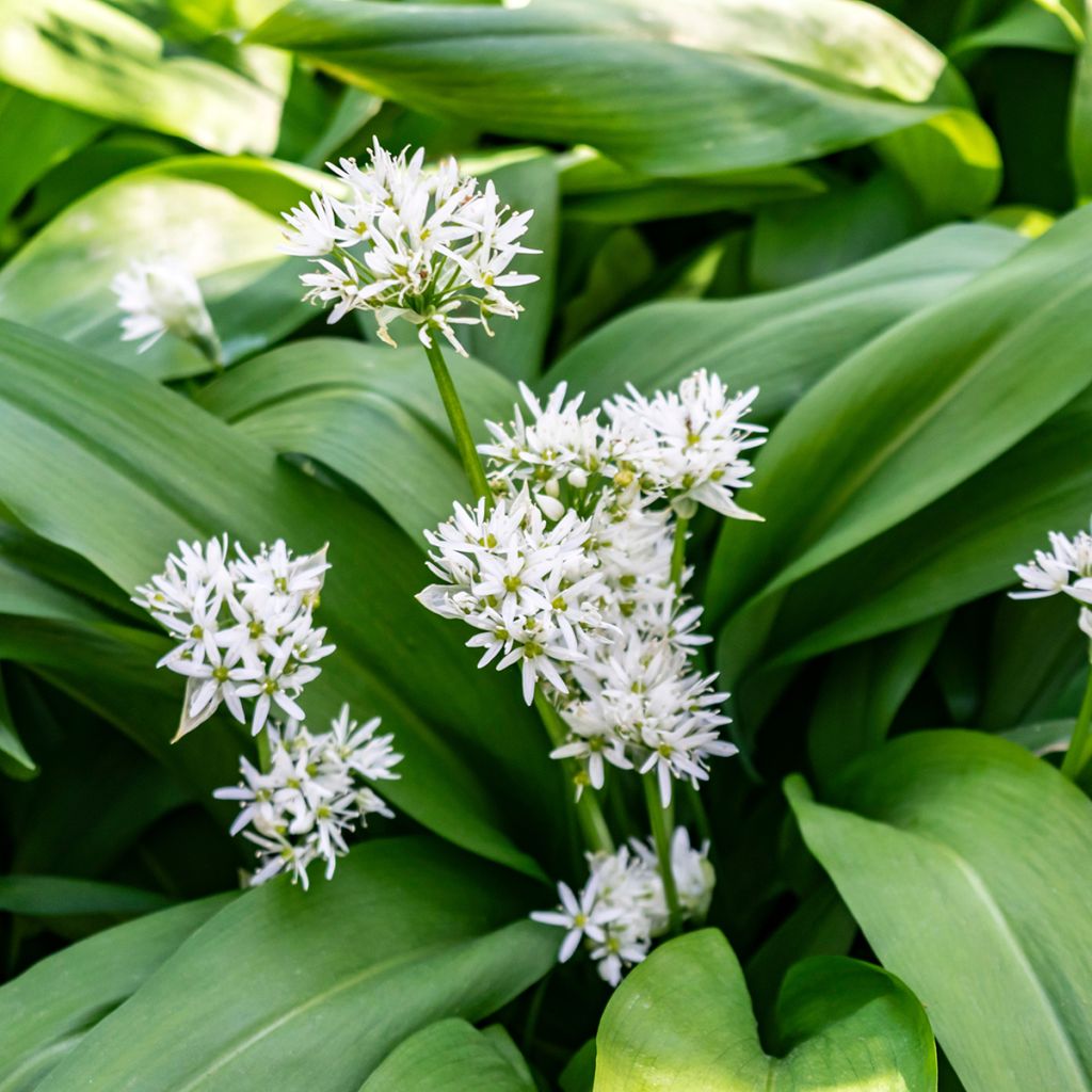 Karhunlaukka - Allium ursinum