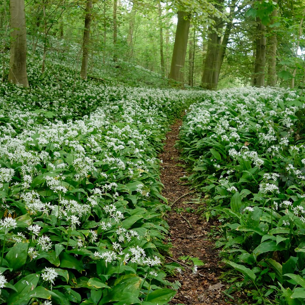 Karhunlaukka - Allium ursinum