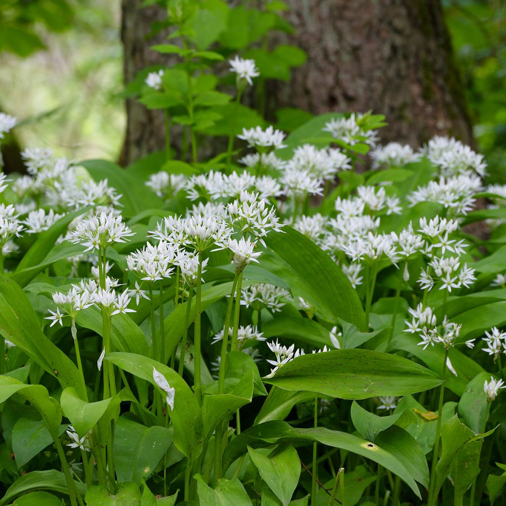 Karhunlaukka - Allium ursinum