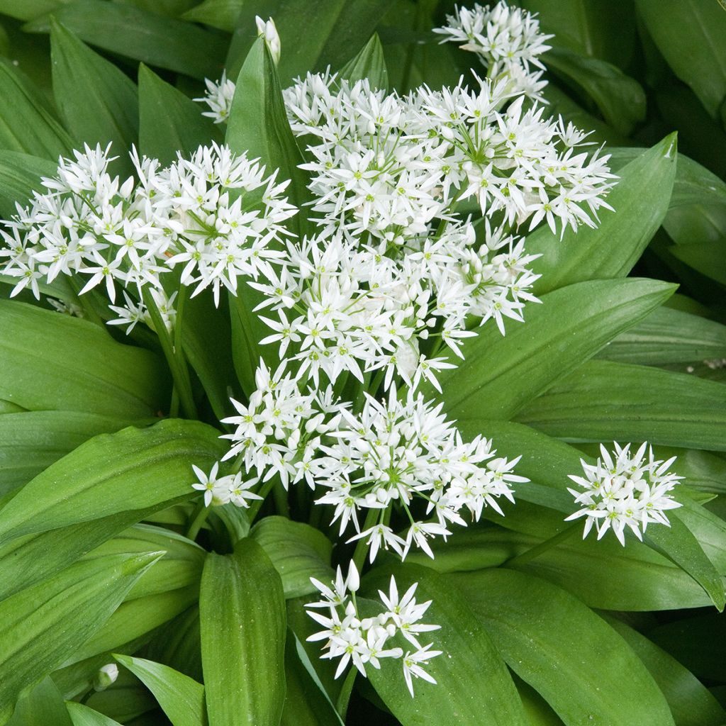 Karhunlaukka - Allium ursinum