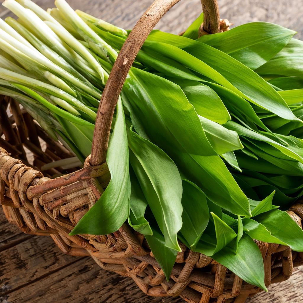 Karhunlaukka - Allium ursinum