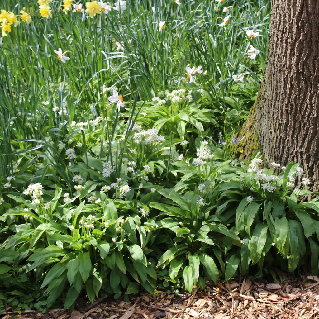 Karhunlaukka (sipulit) - Allium ursinum
