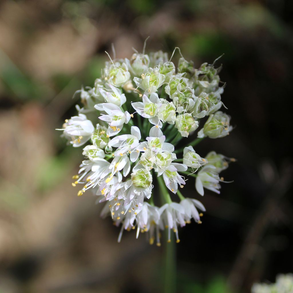 Nuokkulaukka White Dwarf
