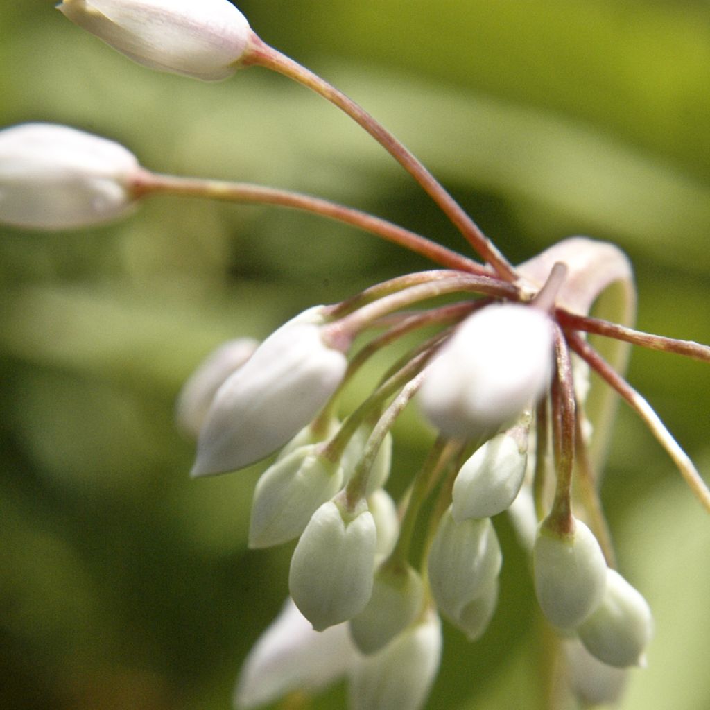 Nuokkulaukka White Dwarf
