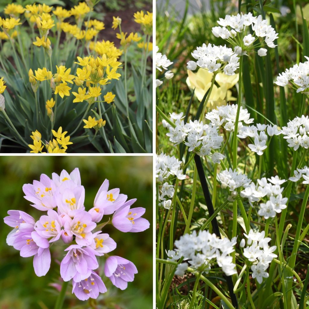 Laukka - Allium sp