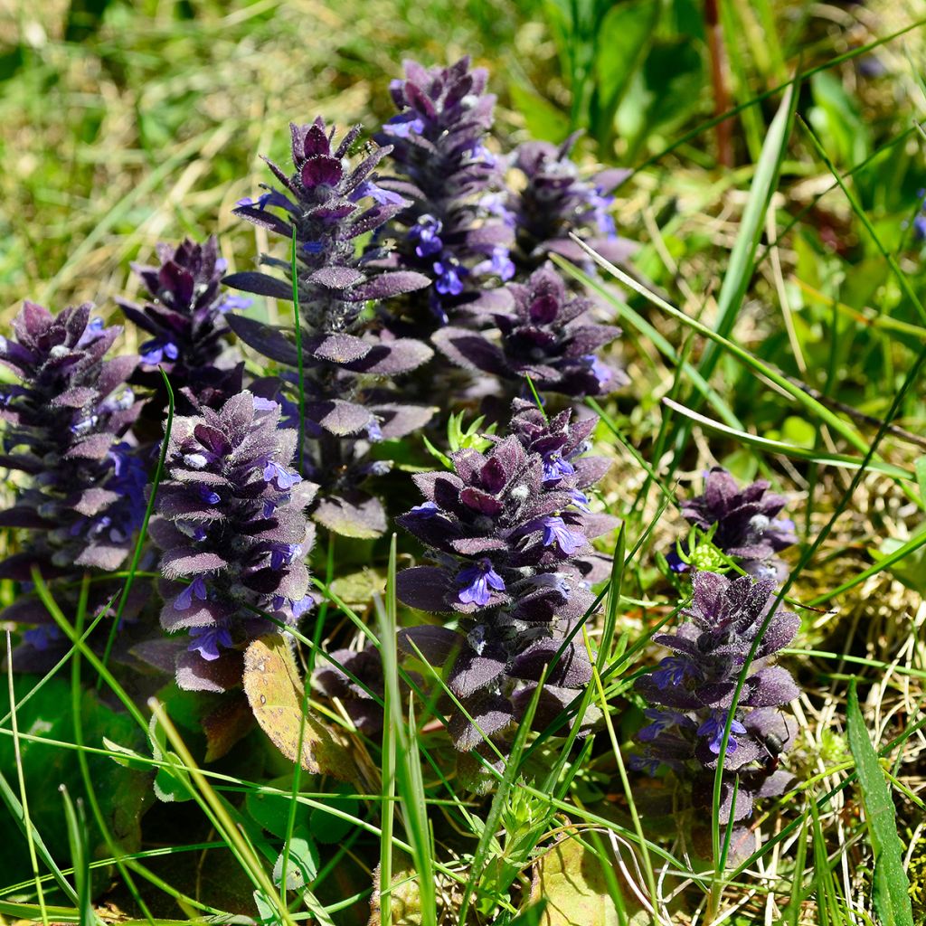 Kartioakankaali - Ajuga pyramidalis