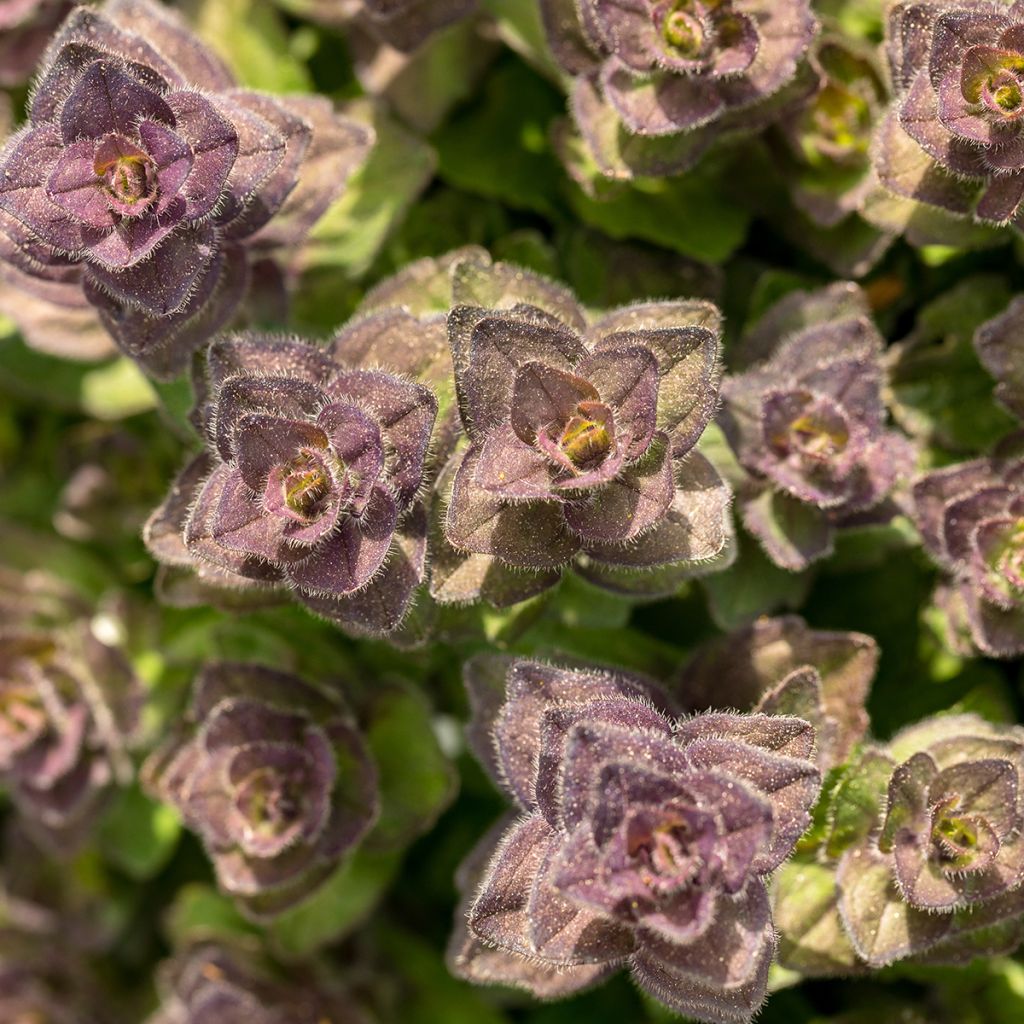Kartioakankaali - Ajuga pyramidalis
