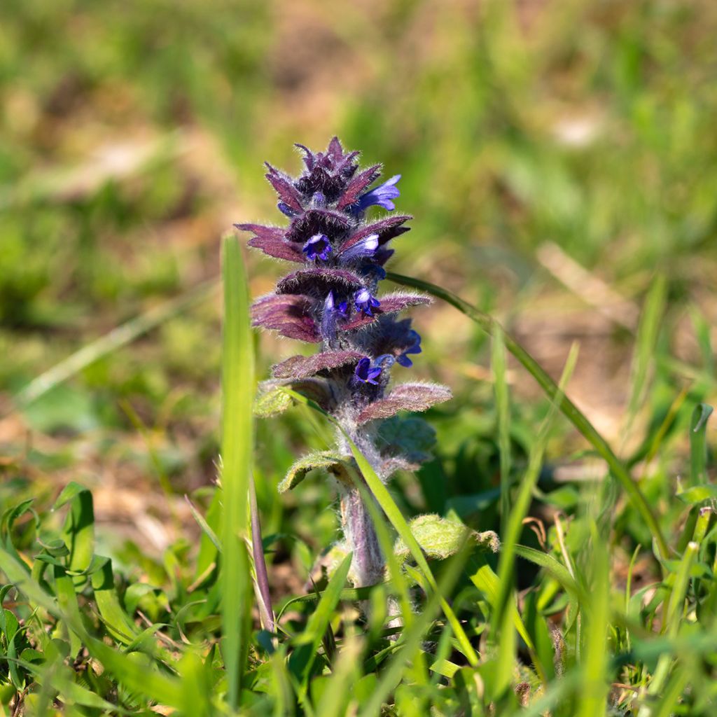 Kartioakankaali - Ajuga pyramidalis