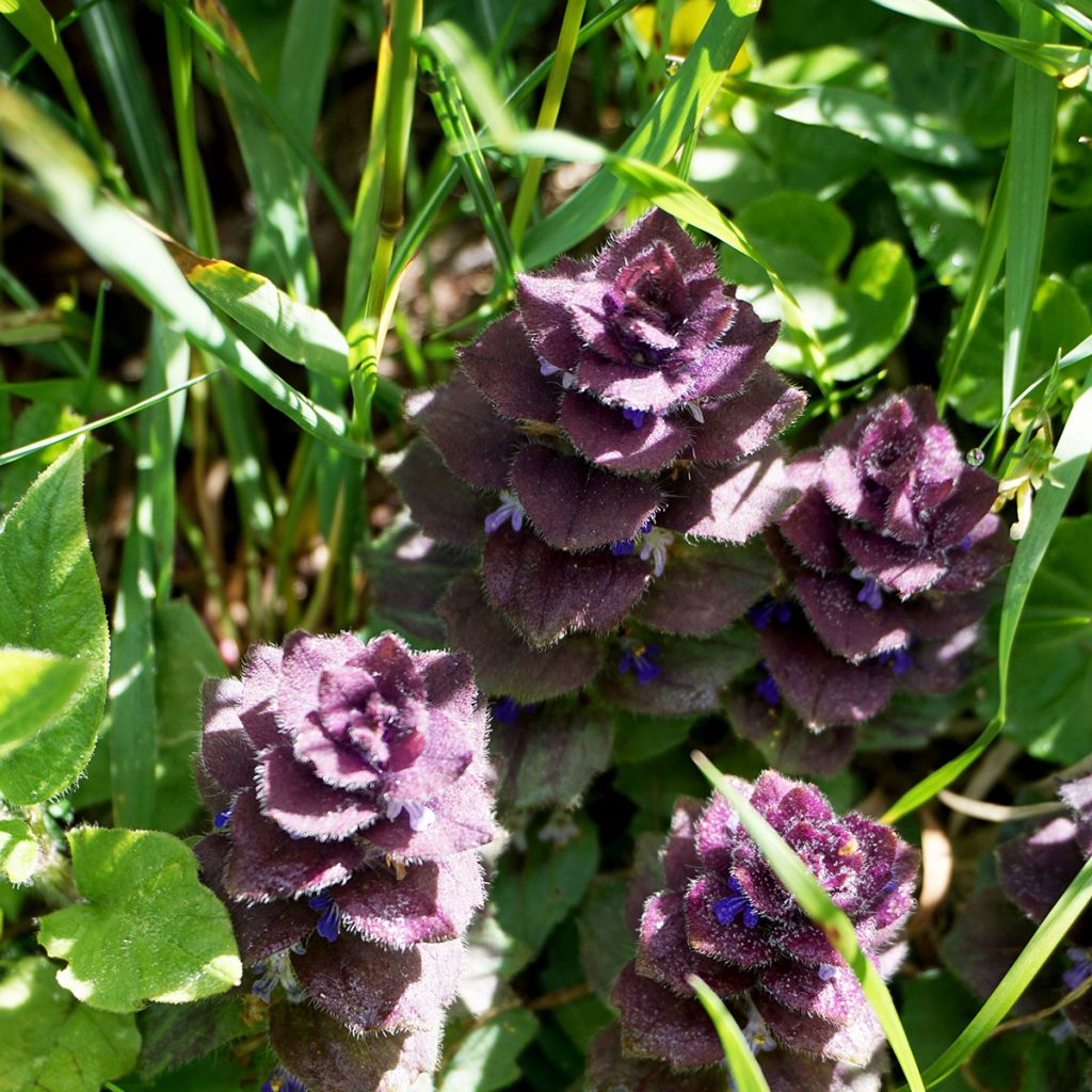 Kartioakankaali - Ajuga pyramidalis