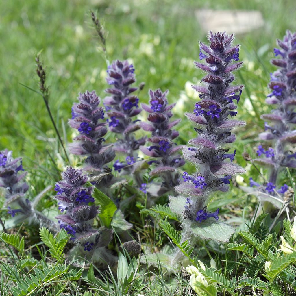 Kartioakankaali - Ajuga pyramidalis