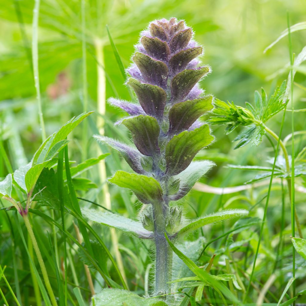 Kartioakankaali - Ajuga pyramidalis