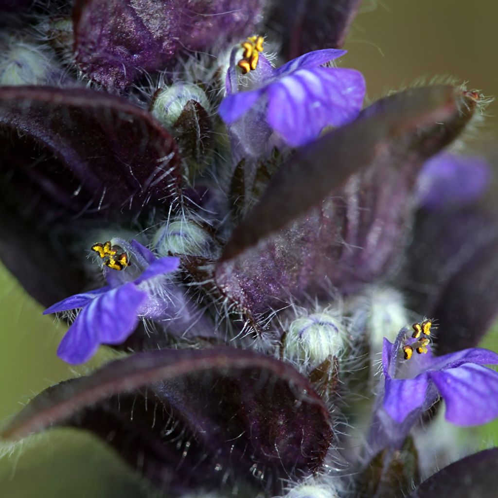 Kartioakankaali - Ajuga pyramidalis