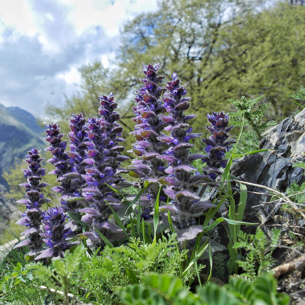 Kartioakankaali - Ajuga pyramidalis