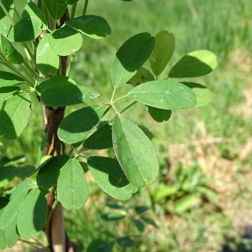 Rinneakebia Silver Bells