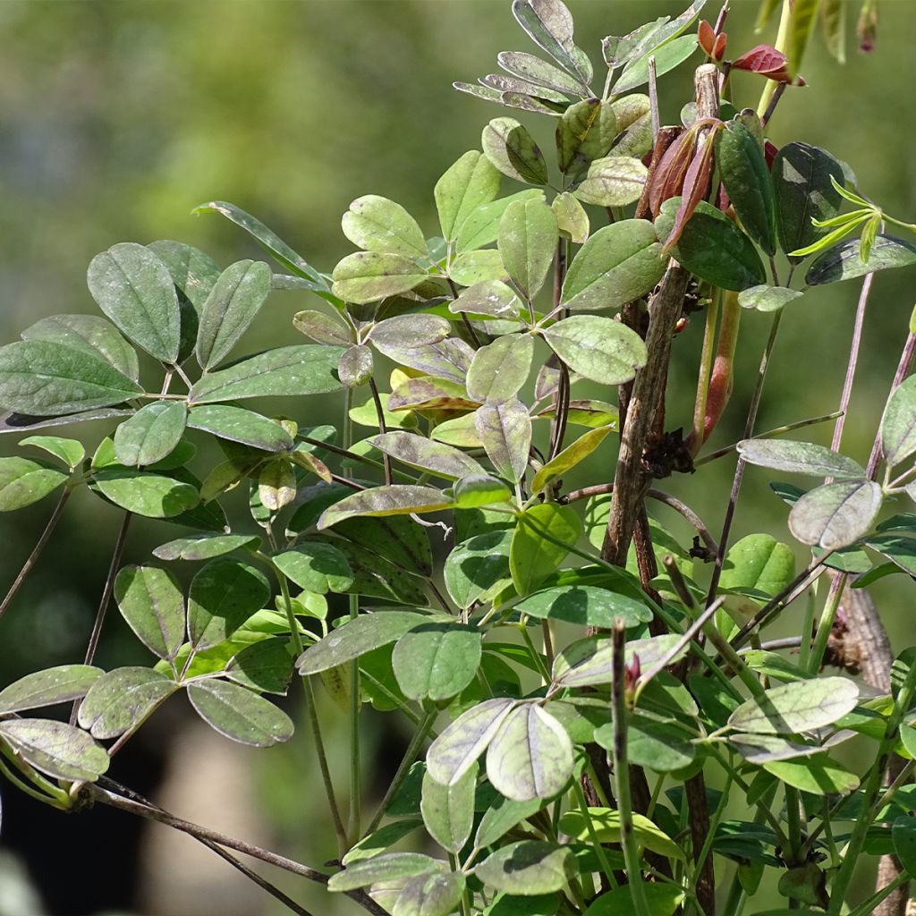 Rinneakebia Silver Bells