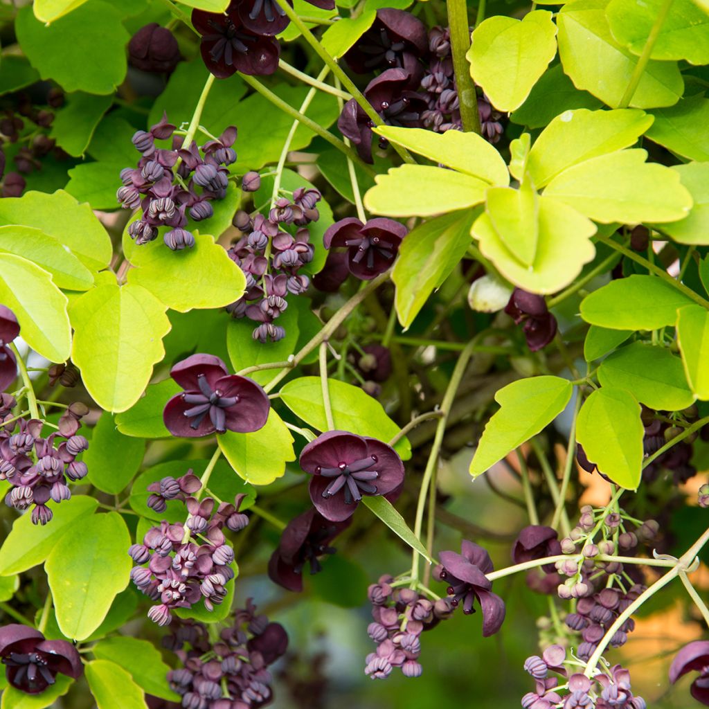 Rinneakebia - Akebia quinata